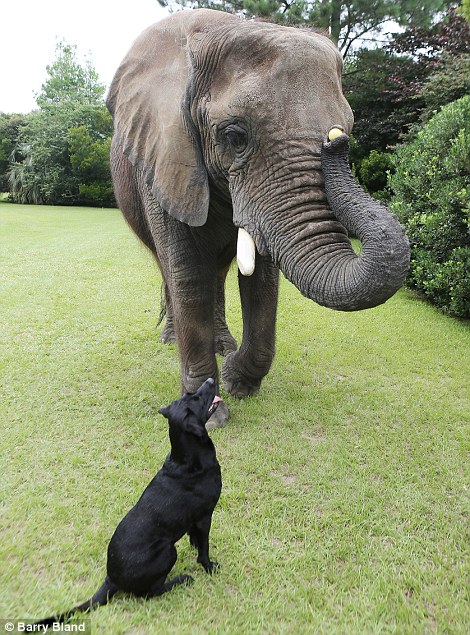 فیل غول‌پیکر به نام "کائو" و یک سگ کوچک به نام "سائو"