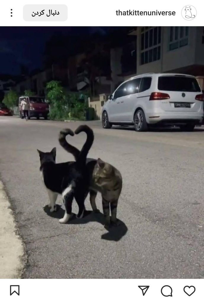 عشق گربه ها