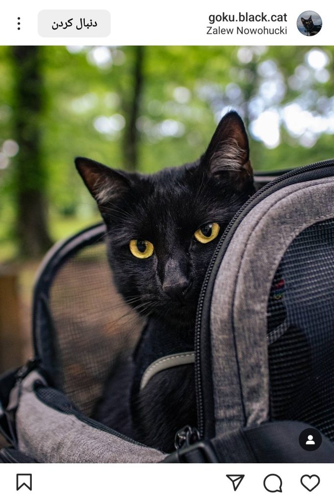 گربه زیبای مشکی در سفر در کیف نگهداری حیوانات