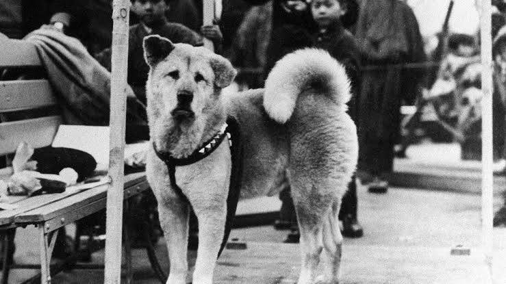 هاچیکو، سگ آکیتای ژاپنی، در سال 1923 به دنیا آمد