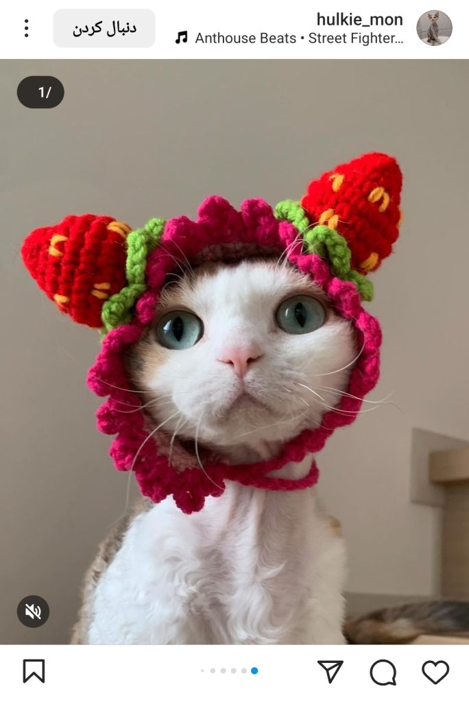 گربه دوون رکس (Devon Rex)