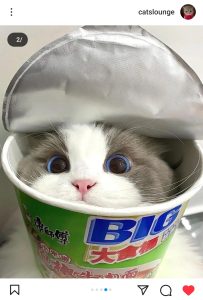 گربه در سطل