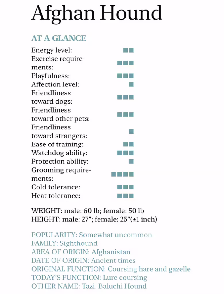 جامع ترین معرفی سگ نژاد افغان هاند (Afghan Hound)؛ تازی افغان 3 Afghan hound at a glance