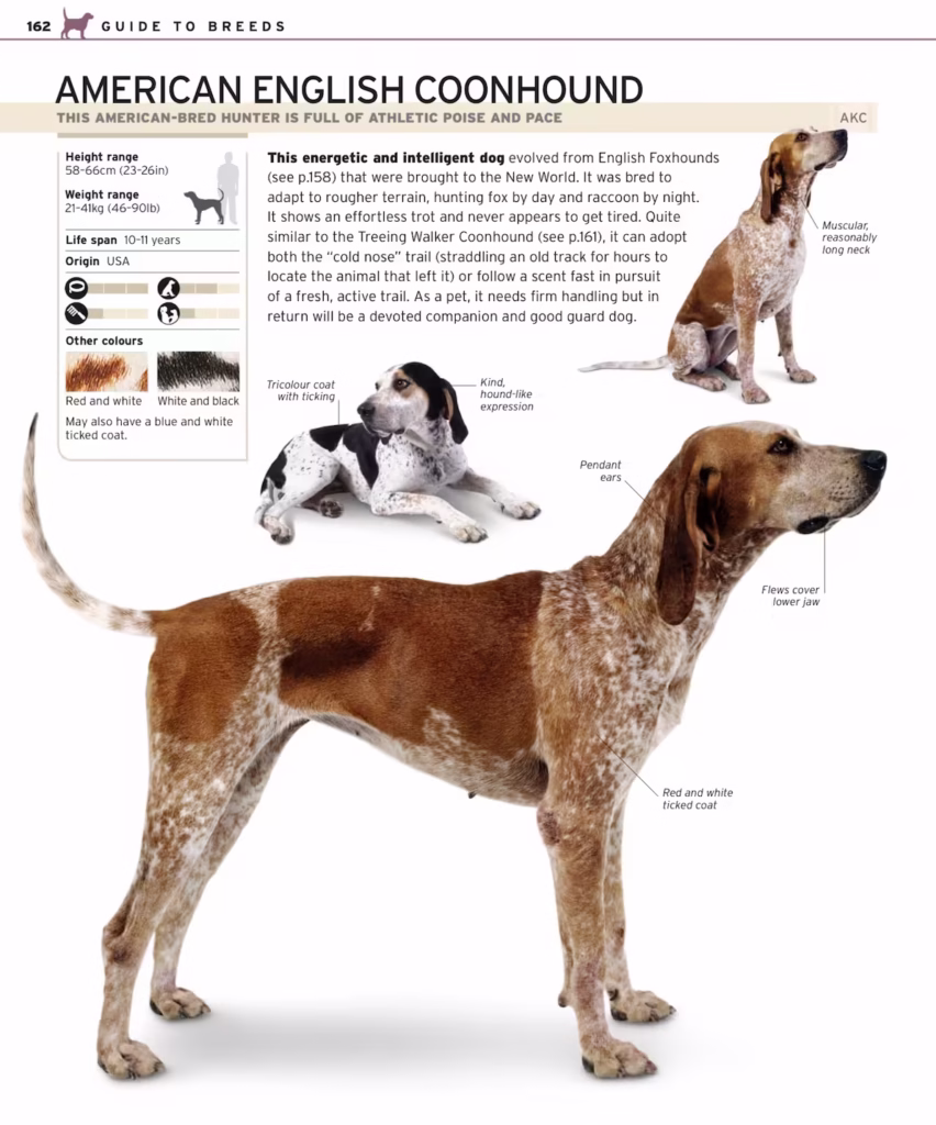 معرفی سگ نژاد آمریکن انگلیش کونهوند (American English Coonhound) 2 آمریکن انگلیش کونهوند American English Coonhound history