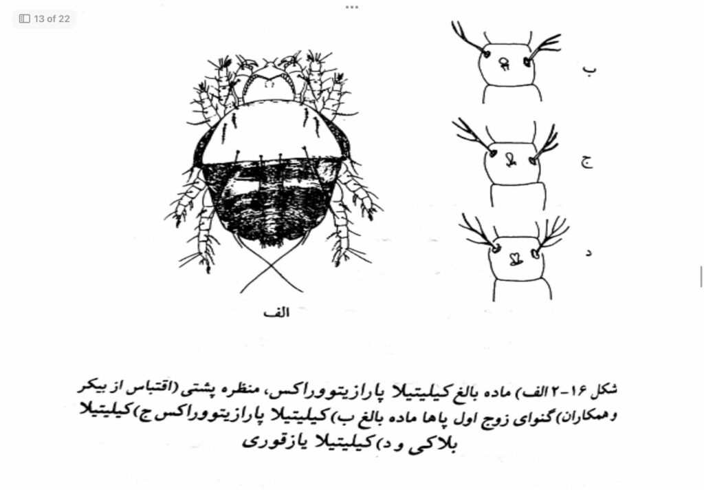 جرب در گربه؛ علائم، تشخیص و درمان 8 Chilitilidae