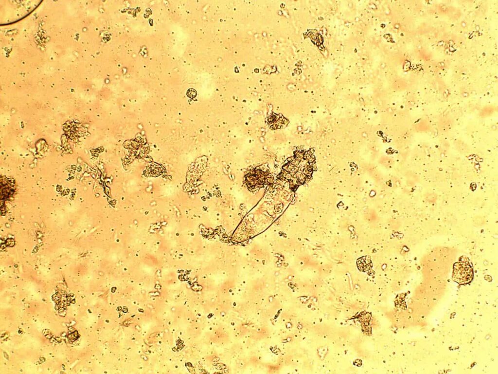 جرب در گربه؛ علائم، تشخیص و درمان 6 Demodex