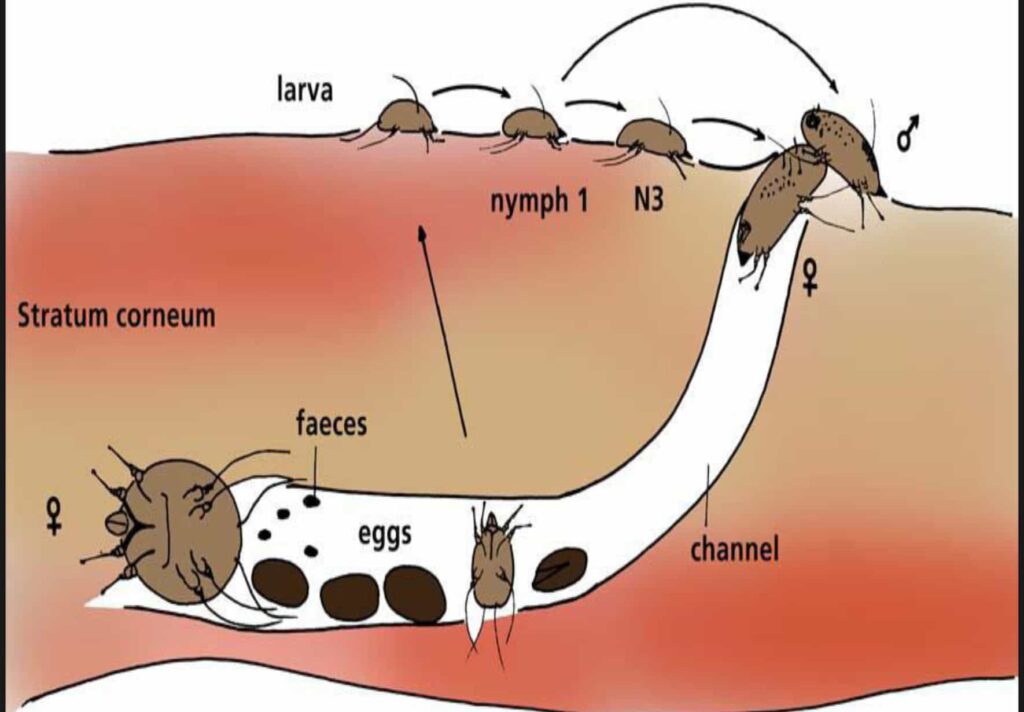 جرب در گربه؛ علائم، تشخیص و درمان 5 Sarcoptes scabiei - life circle