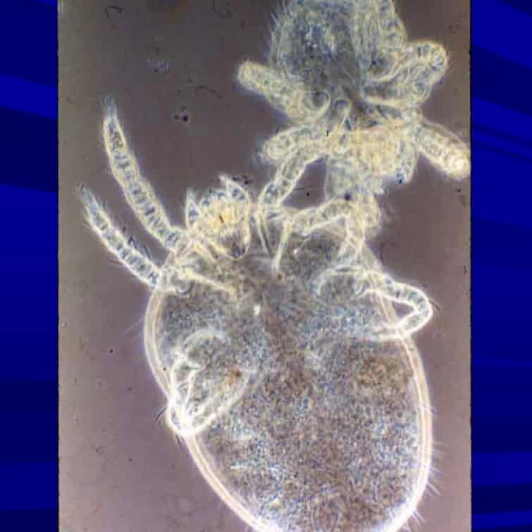 جرب در گربه؛ علائم، تشخیص و درمان 9 Trombiculidae