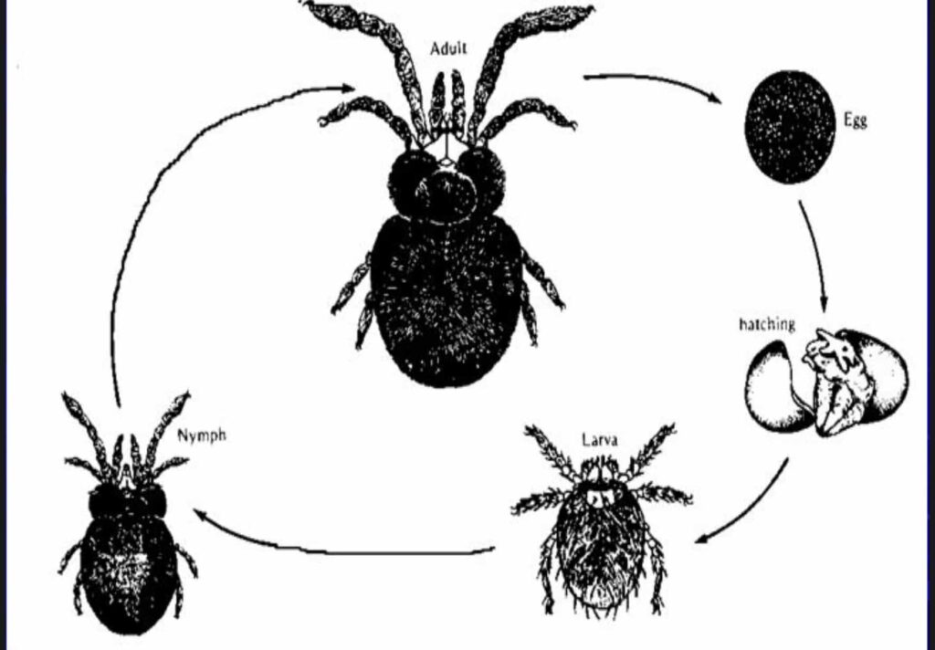 جرب در گربه؛ علائم، تشخیص و درمان 11 Trombiculidae - life cycle