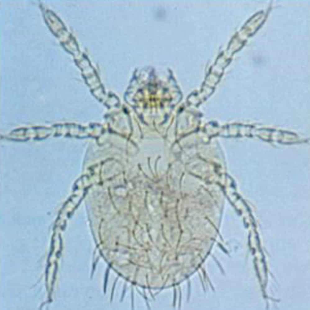 جرب در گربه؛ علائم، تشخیص و درمان 10 Trombiculidae