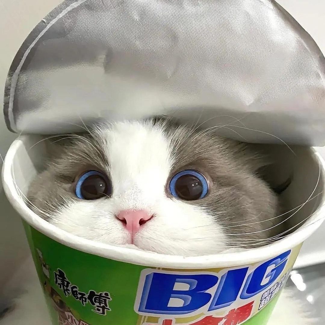 گربه در سطل